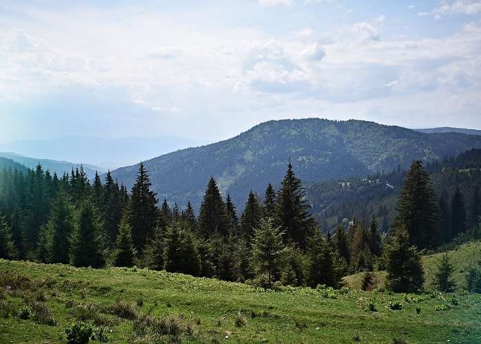 pineviewrd